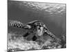 Sea Turtle, Swimming Underwater, Nosy Be, North Madagascar-Inaki Relanzon-Mounted Photographic Print