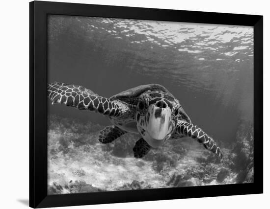 Sea Turtle, Swimming Underwater, Nosy Be, North Madagascar-Inaki Relanzon-Framed Photographic Print