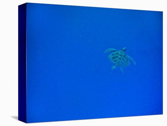 Sea Turtle Swimming, Zanzibar Island, Tanzania, East Africa, Africa-Laura Grier-Stretched Canvas