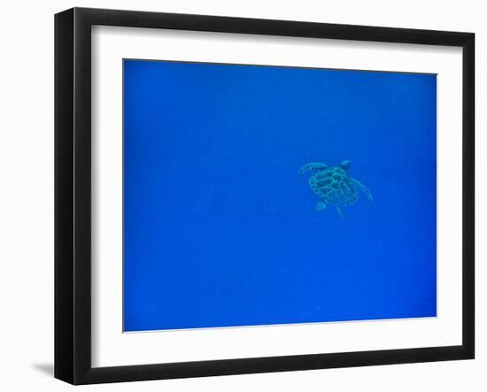 Sea Turtle Swimming, Zanzibar Island, Tanzania, East Africa, Africa-Laura Grier-Framed Photographic Print