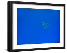 Sea Turtle Swimming, Zanzibar Island, Tanzania, East Africa, Africa-Laura Grier-Framed Photographic Print