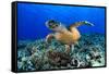 Sea Turtle-aquanaut-Framed Stretched Canvas