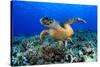 Sea Turtle-aquanaut-Stretched Canvas