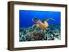 Sea Turtle-aquanaut-Framed Photographic Print