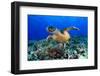 Sea Turtle-aquanaut-Framed Photographic Print