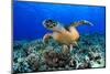 Sea Turtle-aquanaut-Mounted Photographic Print
