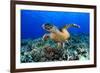 Sea Turtle-aquanaut-Framed Photographic Print