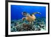 Sea Turtle-aquanaut-Framed Photographic Print
