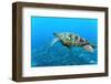 Sea Turtle-Krzysztof Odziomek-Framed Photographic Print