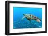 Sea Turtle-Krzysztof Odziomek-Framed Photographic Print