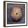 Sea Urchin 1-John W Golden-Framed Giclee Print