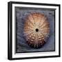 Sea Urchin 1-John W Golden-Framed Giclee Print