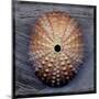 Sea Urchin 1-John W Golden-Mounted Giclee Print