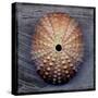 Sea Urchin 1-John W Golden-Stretched Canvas