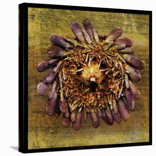 Sea Urchin 2-John W Golden-Stretched Canvas