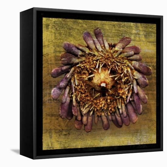 Sea Urchin 2-John W Golden-Framed Stretched Canvas
