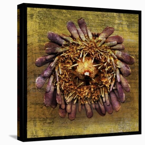 Sea Urchin 2-John W Golden-Stretched Canvas