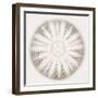 Sea Urchin - Alabaster-Ben Wood-Framed Giclee Print