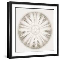 Sea Urchin - Alabaster-Ben Wood-Framed Giclee Print