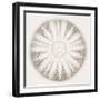 Sea Urchin - Alabaster-Ben Wood-Framed Giclee Print