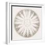 Sea Urchin - Alabaster-Ben Wood-Framed Giclee Print