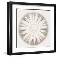 Sea Urchin - Alabaster-Ben Wood-Framed Giclee Print