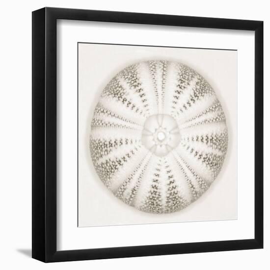 Sea Urchin - Alabaster-Ben Wood-Framed Giclee Print