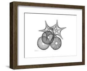 Sea Urchin and Starfish-Albert Koetsier-Framed Premium Giclee Print