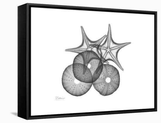 Sea Urchin and Starfish-Albert Koetsier-Framed Stretched Canvas