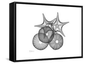 Sea Urchin and Starfish-Albert Koetsier-Framed Stretched Canvas