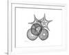 Sea Urchin and Starfish-Albert Koetsier-Framed Premium Giclee Print