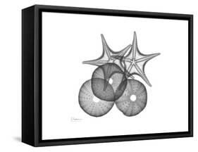 Sea Urchin and Starfish-Albert Koetsier-Framed Stretched Canvas