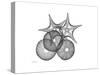 Sea Urchin and Starfish-Albert Koetsier-Stretched Canvas