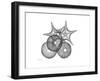 Sea Urchin and Starfish-Albert Koetsier-Framed Premium Giclee Print