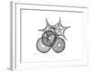 Sea Urchin and Starfish-Albert Koetsier-Framed Premium Giclee Print