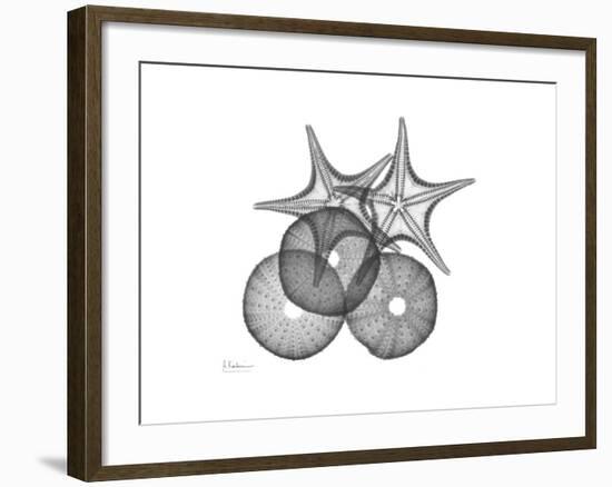 Sea Urchin and Starfish-Albert Koetsier-Framed Premium Giclee Print