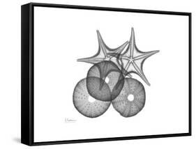 Sea Urchin and Starfish-Albert Koetsier-Framed Stretched Canvas