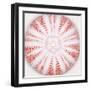 Sea Urchin - Coral-Ben Wood-Framed Giclee Print