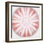 Sea Urchin - Coral-Ben Wood-Framed Giclee Print