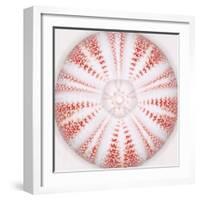 Sea Urchin - Coral-Ben Wood-Framed Giclee Print