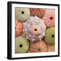 Sea Urchin Group-Bramwell-Framed Art Print