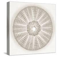 Sea Urchin - Pearl-Ben Wood-Stretched Canvas