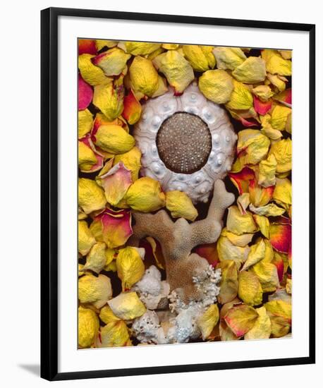 Sea Urchin rose Petals-null-Framed Art Print