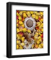 Sea Urchin rose Petals-null-Framed Art Print