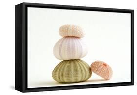 Sea Urchin Shells in a Pile-null-Framed Stretched Canvas