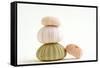 Sea Urchin Shells in a Pile-null-Framed Stretched Canvas