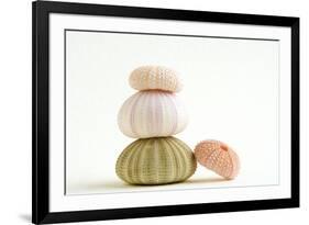 Sea Urchin Shells in a Pile-null-Framed Photographic Print