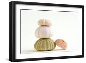 Sea Urchin Shells in a Pile-null-Framed Photographic Print