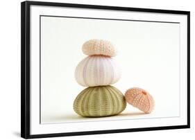 Sea Urchin Shells in a Pile-null-Framed Photographic Print