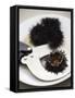 Sea Urchin with Scissors-null-Framed Stretched Canvas